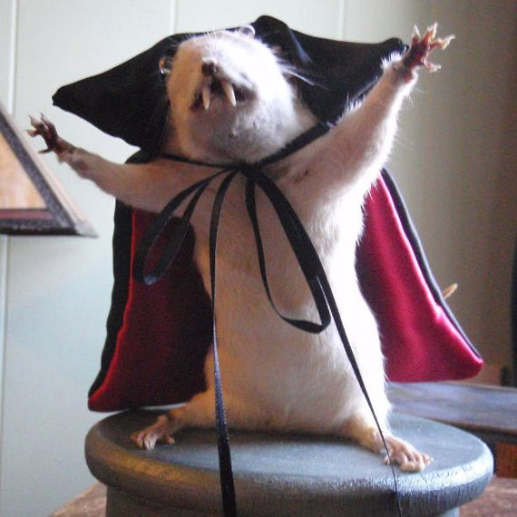 5376f80097779886267af8bca016b553eebba95f Breaking news: This rat was normal up until it tried the famous Transylvanian cheese!
