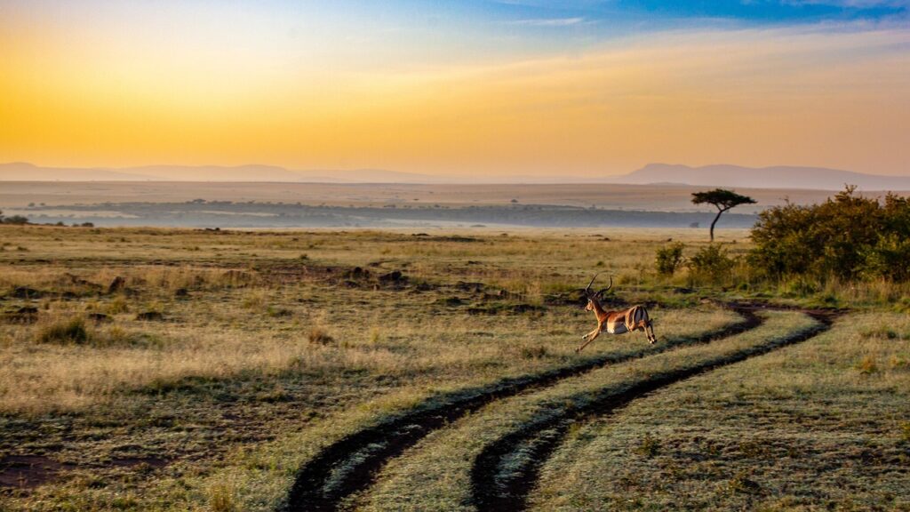 Essential customs rules and restrictions for entering Kenya
