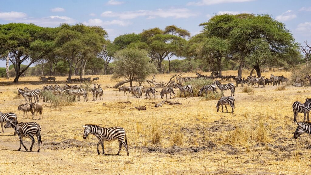 Essential customs rules and restrictions for entering Tanzania