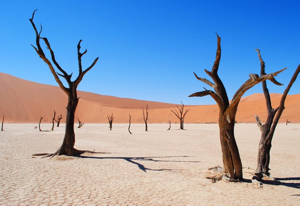 Essential customs rules and restrictions for entering Namibia